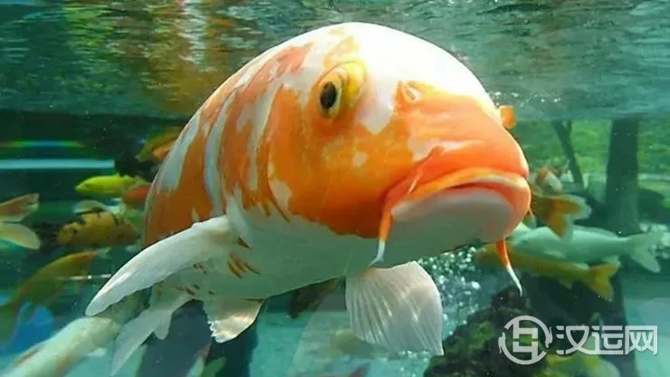 啥样星盘配置容易成为超级锦鲤? 啥样星盘配置容易成为超级锦鲤?