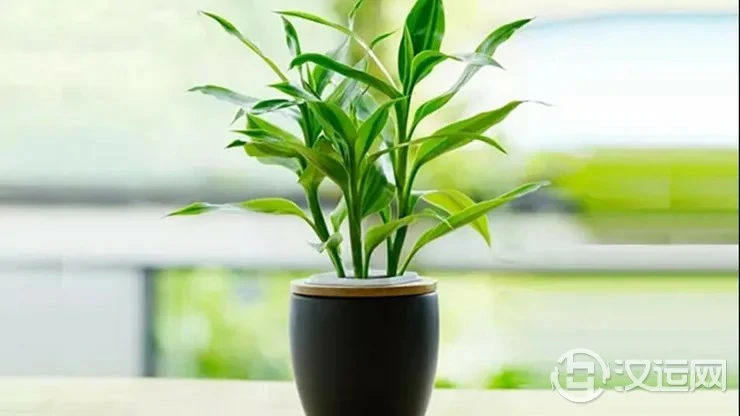 想旺财?在厨房里放这三种花试试! 想旺财?在厨房里放这三种花试试!