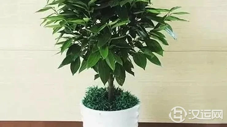家居或办公中旺财的绿植及位置 家居或办公中旺财的绿植及位置