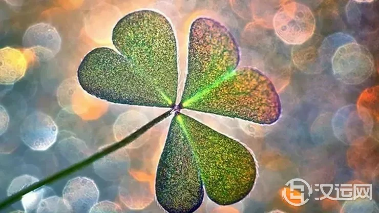 出生在哪个时辰的生肖运气会节节高升? 出生在哪个时辰的生肖运气会节节高升?