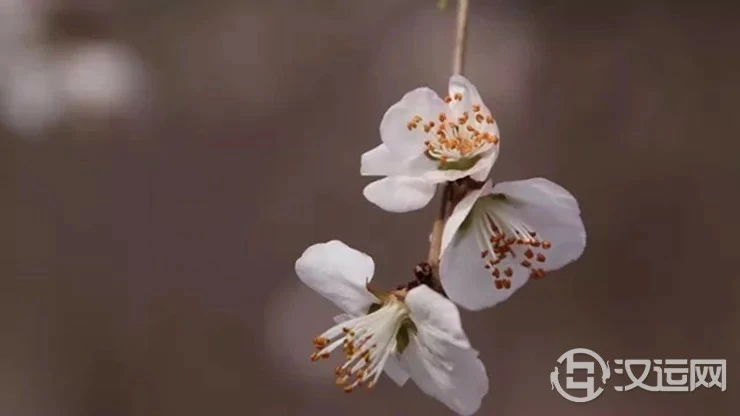 异性缘不好?从五行角度教你招桃花 异性缘不好?从五行角度教你招桃花