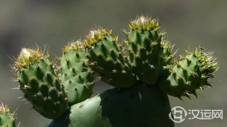 这些植物不能养,小心给你带来霉运! 这些植物不能养,小心给你带来霉运!