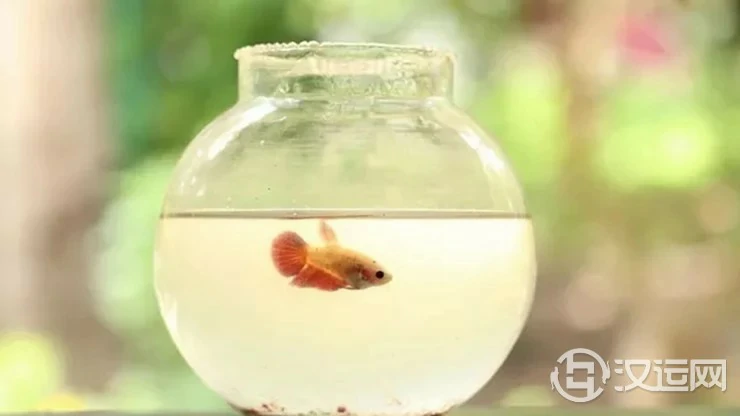 养的风水鱼死了应该怎么处理? 养的风水鱼死了应该怎么处理?