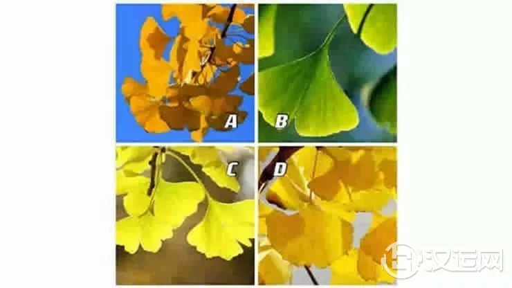 选一片你最喜欢的叶子,测你2022年能否好运翻倍! 选一片你最喜欢的叶子,测你2022年能否好运翻倍!