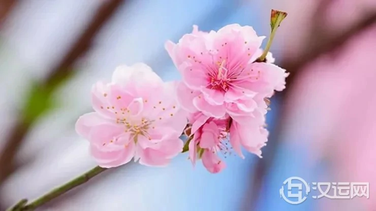 年前大扫除!顺手招新年【桃花、贵人缘】闺房摆设 年前大扫除!顺手招新年【桃花、贵人缘】闺房摆设