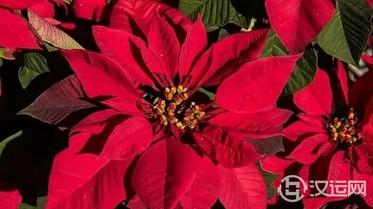 开运、益健康!新春佳节,最适合养这三种花 开运、益健康!新春佳节,最适合养这三种花