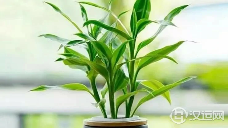 旺财植物不旺财,你确定你用对了? 旺财植物不旺财,你确定你用对了?