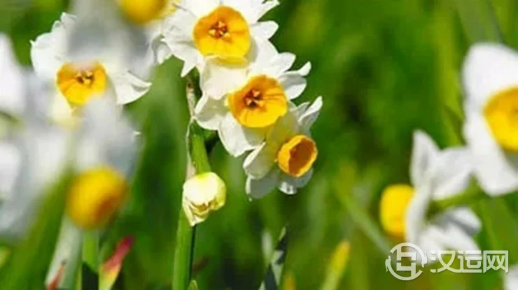破坏家庭风水的11种花卉 破坏家庭风水的11种花卉