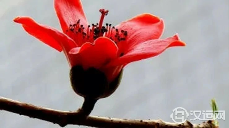 鲜花占卜事业走向 鲜花占卜事业走向