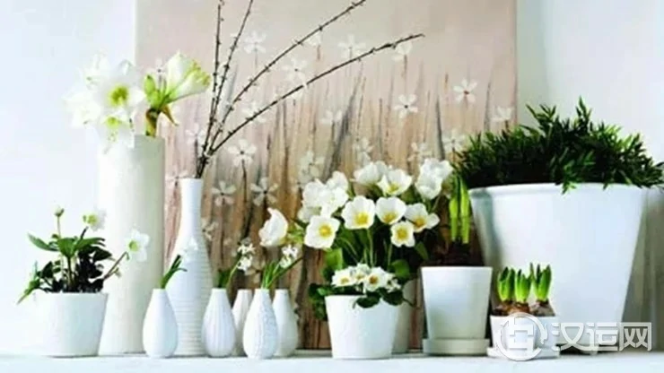 客厅养什么植物能纳福去煞 客厅养什么植物能纳福去煞
