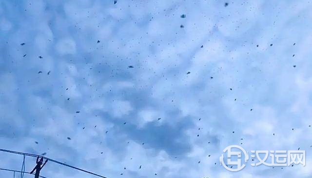 天空出现大量蝙蝠,是什么预兆