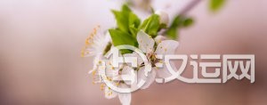 让你早日摘得桃花归的婚恋风水 让你早日摘得桃花归的婚恋风水