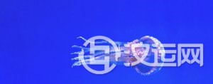 知识之养鱼风水必须知道的事情 知识之养鱼风水必须知道的事情