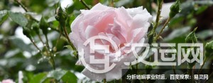 八字分析,婚姻最容易离婚八字 八字分析,婚姻最容易离婚八字