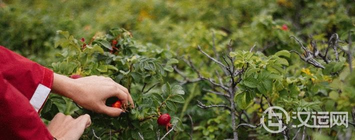 幸运!一生总被好运庇护的4大生肖 幸运!一生总被好运庇护的4大生肖