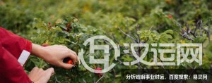 生肖属兔今年做什么生意最旺? 生肖属兔今年做什么生意最旺?