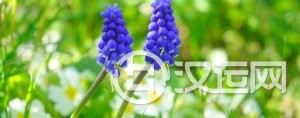 1974出生的生肖和属猴的合不合 1974出生的生肖和属猴的合不合