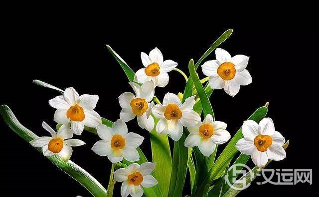 星座的守护花!看看哪朵守护你