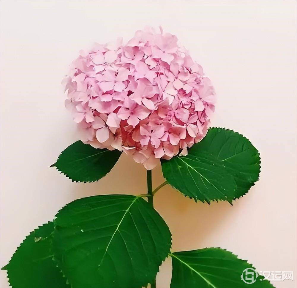 每个人都有专属于自己的星座花