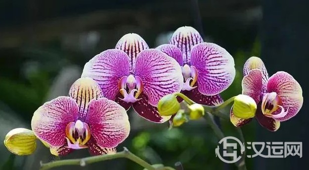 12星座的代表之花!花语这么美