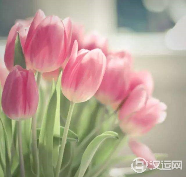 十二星座的妈妈都适合送什么花