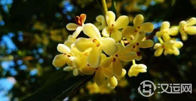 星座的守护花!看看哪朵守护你