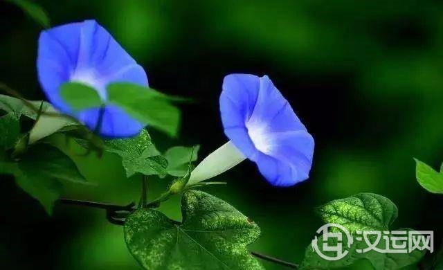 星座的守护花!看看哪朵守护你