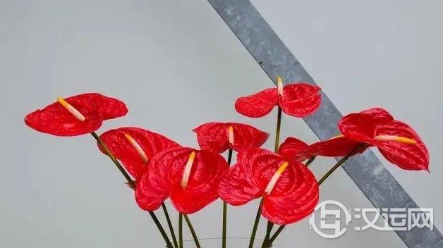 12星座的代表之花!花语这么美