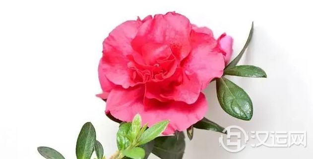 12星座的代表之花!花语这么美