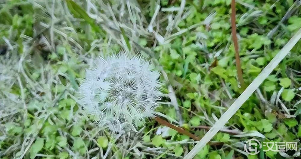 每个人都有专属于自己的星座花