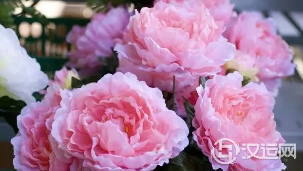 12星座的代表之花!花语这么美