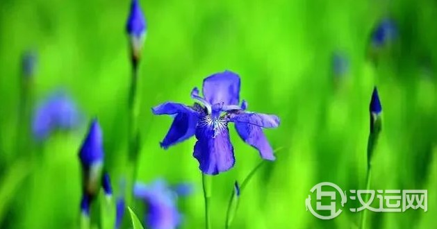 12星座的代表之花!花语这么美