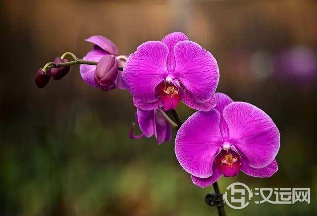 星座的守护花!看看哪朵守护你