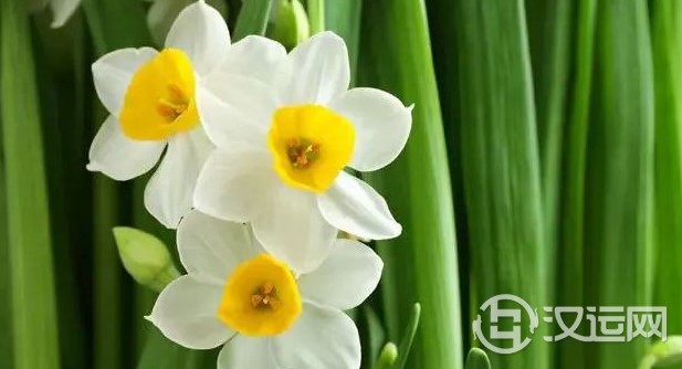 12星座的代表之花!花语这么美