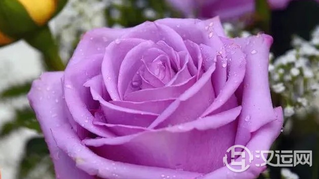 12星座的代表之花!花语这么美