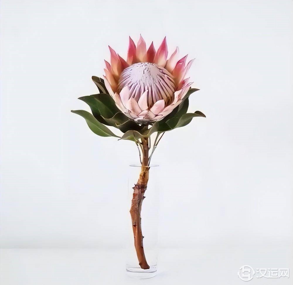 每个人都有专属于自己的星座花