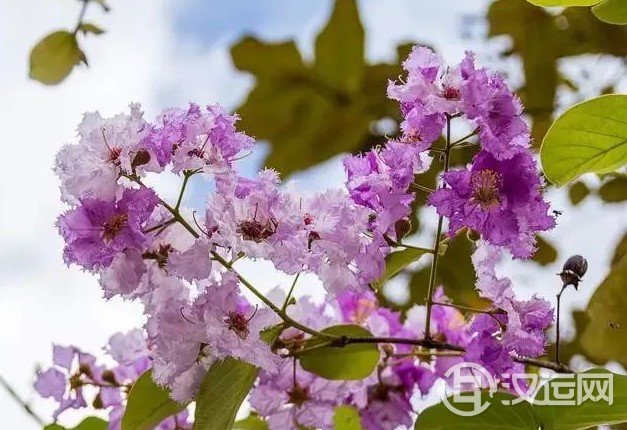 12星座的代表之花!花语这么美