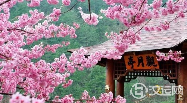 12星座的代表之花!花语这么美