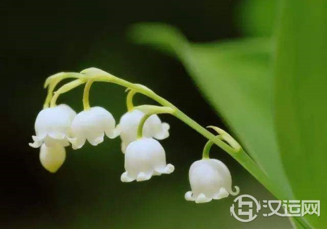 星座的守护花!看看哪朵守护你