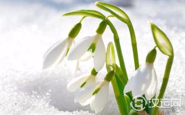 星座的守护花!看看哪朵守护你