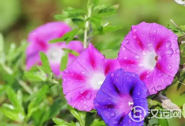 12星座的代表之花!花语这么美