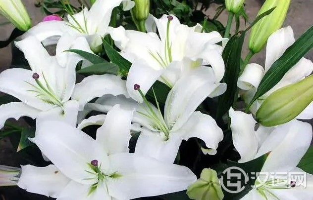 12星座的代表之花!花语这么美
