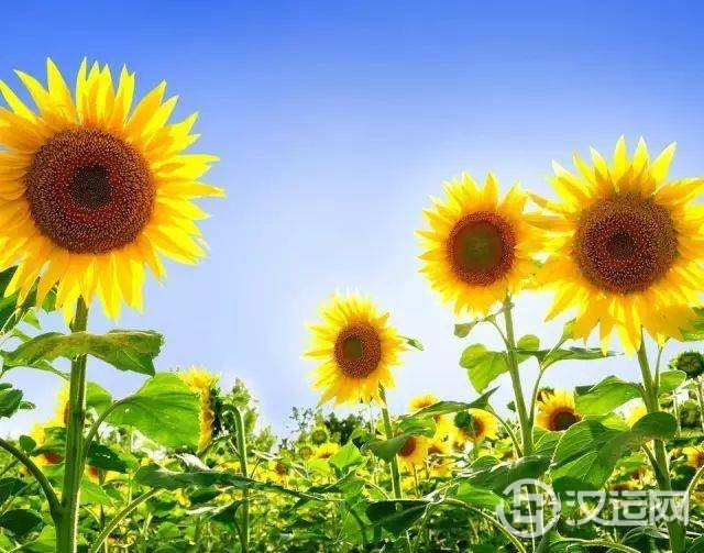 星座的守护花!看看哪朵守护你