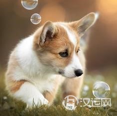 最具有当老板气质的三大生肖 最具有当老板气质的三大生肖