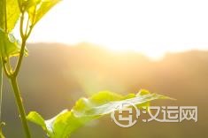 山头火命是什么 山头火命是什么