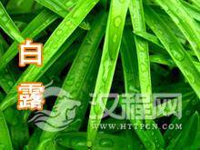 白露