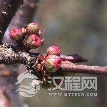 春分