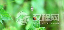 惊蛰