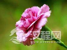 母亲节