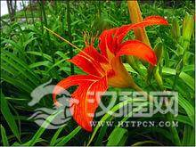 母亲节